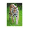 Grumpy Tiger Walking Standard Canvas