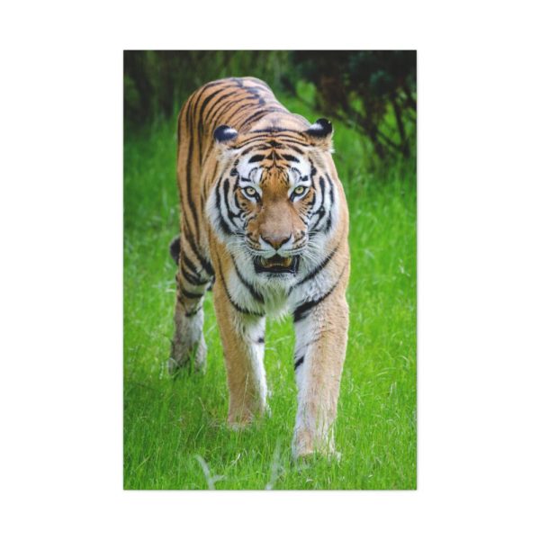 Grumpy Tiger Walking Standard Canvas