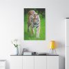 Grumpy Tiger Walking Standard Canvas