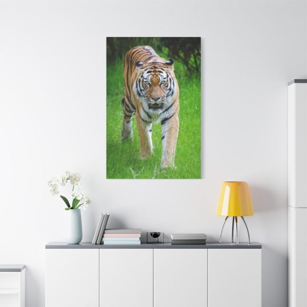 Grumpy Tiger Walking Standard Canvas