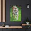 Grumpy Tiger Walking Standard Canvas