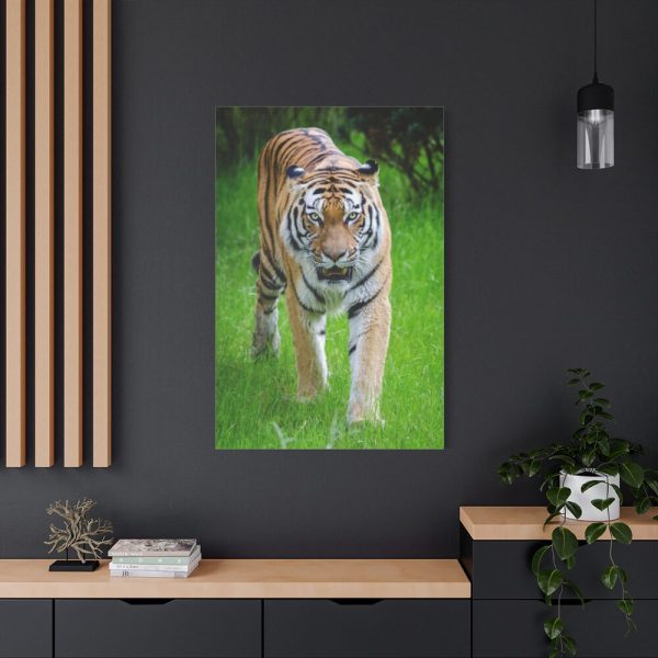 Grumpy Tiger Walking Standard Canvas
