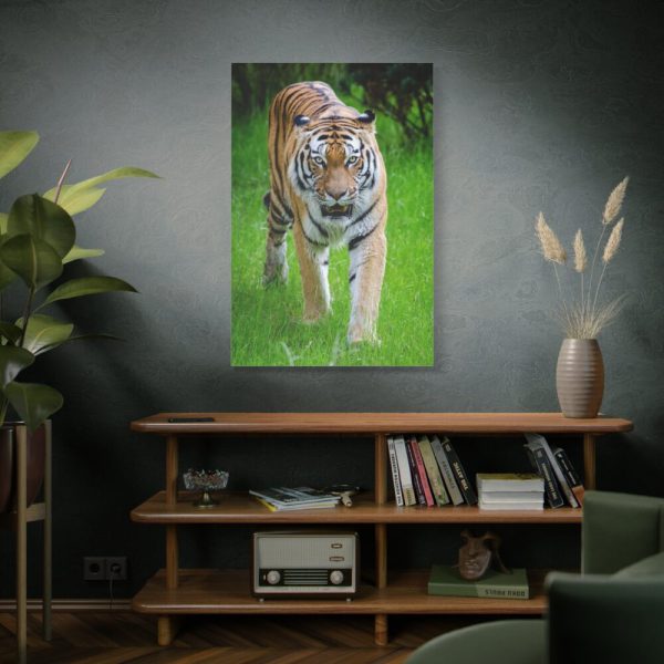 Grumpy Tiger Walking Standard Canvas