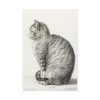 91655-361.jpg Sitting cat by Jean Bernard Standard Canvas