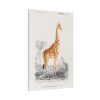 91655-365.jpg Giraffe (Giraffa Camelopardalis) Standard Canvas