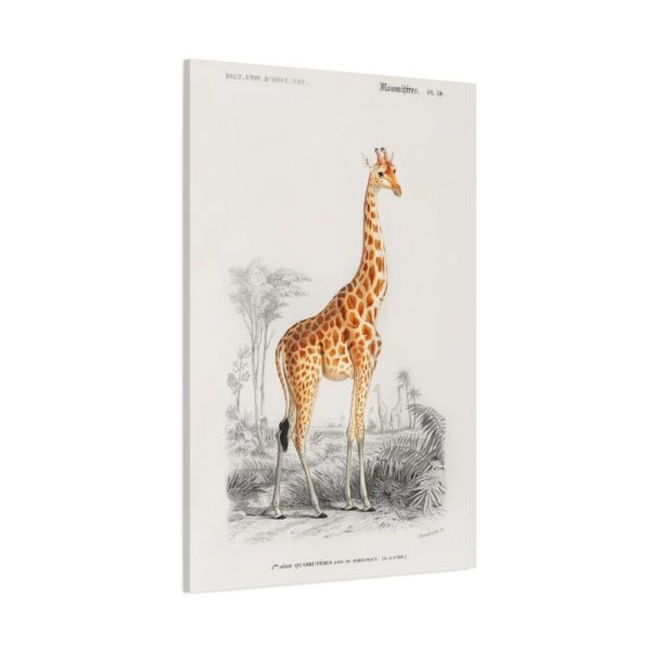91655-365.jpg Giraffe (Giraffa Camelopardalis) Standard Canvas