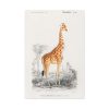 91655-366.jpg Giraffe (Giraffa Camelopardalis) Standard Canvas