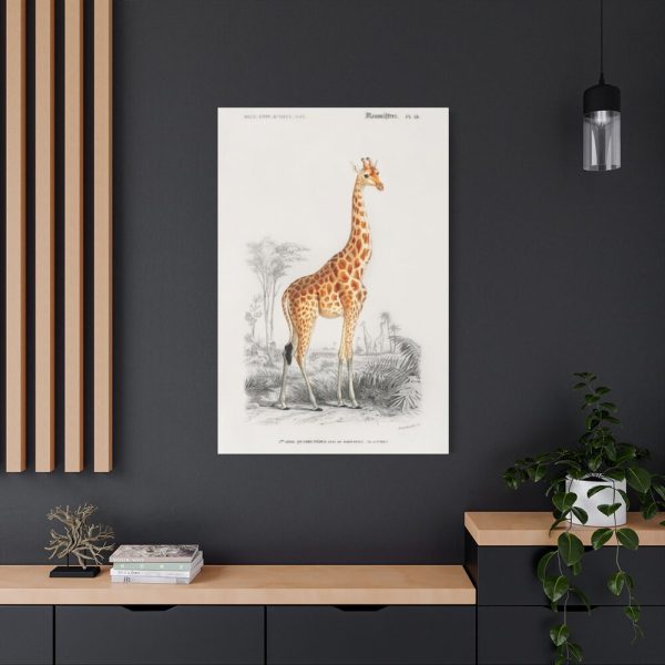91655-368.jpg Giraffe (Giraffa Camelopardalis) Standard Canvas