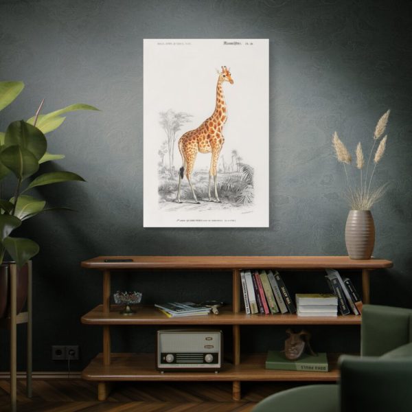 91655-369.jpg Giraffe (Giraffa Camelopardalis) Standard Canvas