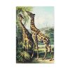91655-371.jpg Giraffe from Johnson's Household Book of Nature by John Karst Standard Canvas