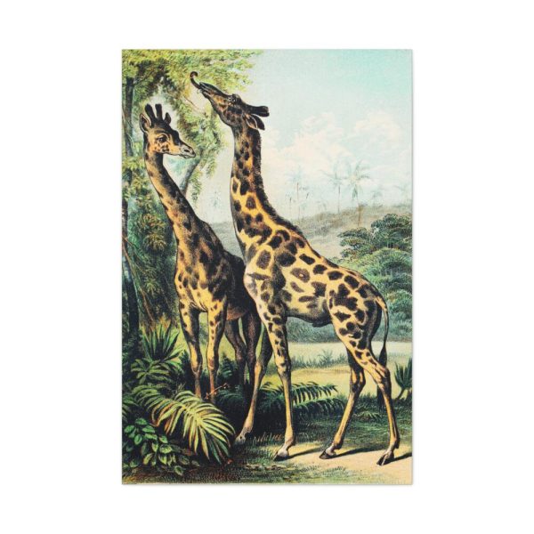 91655-371.jpg Giraffe from Johnson's Household Book of Nature by John Karst Standard Canvas