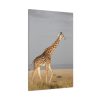 91655-375.jpg Giraffe in the Nature Standard Canvas