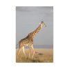 91655-376.jpg Giraffe in the Nature Standard Canvas