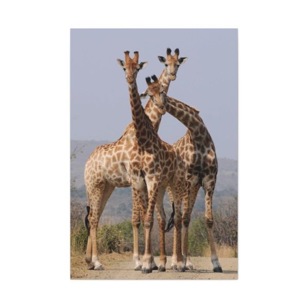 91655-381.jpg Giraffe Family Standard Canvas