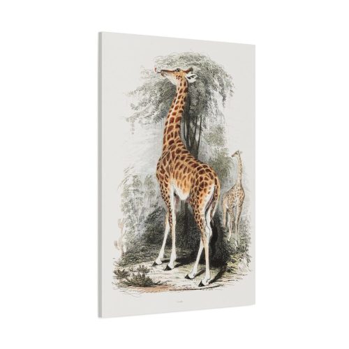 91655-385.jpg Vintage Illustration by Georges Cuvier Standard Canvas