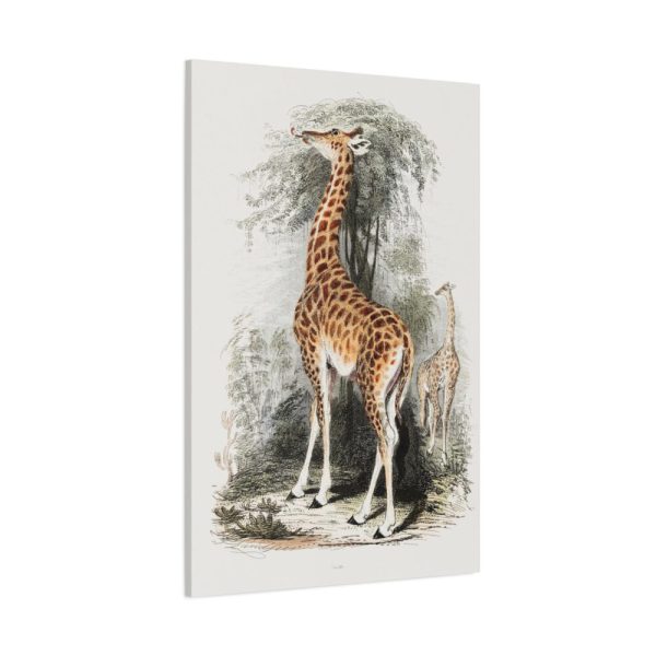 91655-385.jpg Vintage Illustration by Georges Cuvier Standard Canvas
