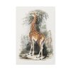 91655-386.jpg Vintage Illustration by Georges Cuvier Standard Canvas