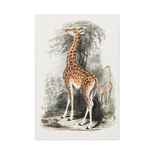 91655-386.jpg Vintage Illustration by Georges Cuvier Standard Canvas