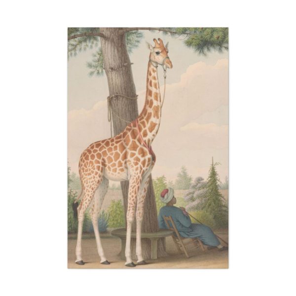 91655-396.jpg Study of the Giraffe by Nicolas Hüet Standard Canvas