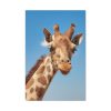 91655-401.jpg Giraffe Cameloparadalis Fauna Standard Canvas