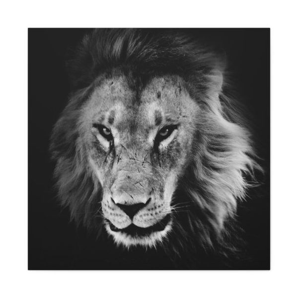 91663-6.jpg Lions in the Grass Standard Canvas