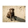 Labrador On the Sand Poster