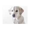 92368-6.jpg White Labrador Retriever Poster