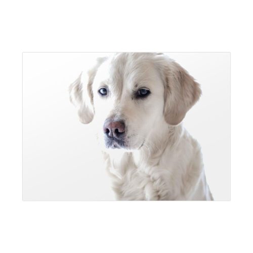 92368-6.jpg White Labrador Retriever Poster