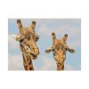 92369-16.jpg Two Giraffe Face Close-up Poster
