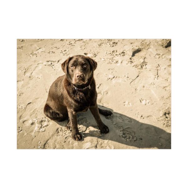 Labrador On the Sand Poster