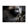 Giraffe Black Eye Poster