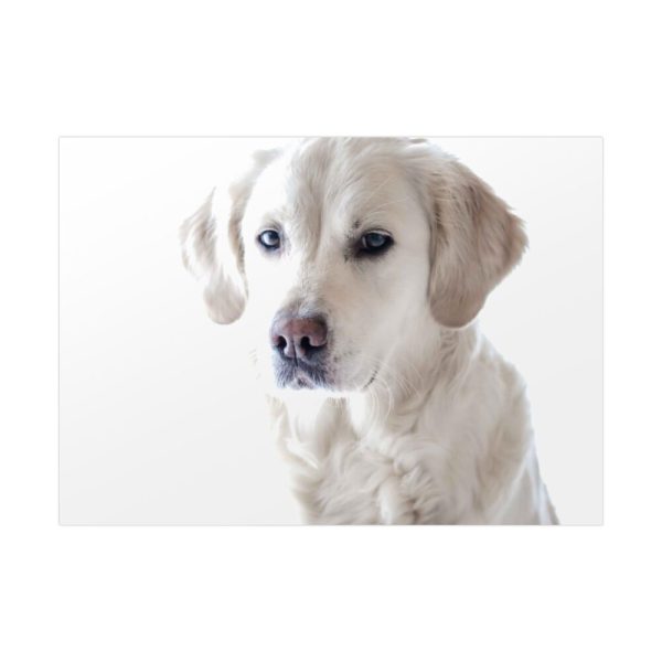 92369-7.jpg White Labrador Retriever Poster