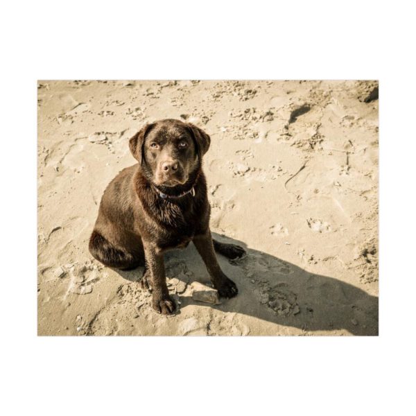 Labrador On the Sand Poster