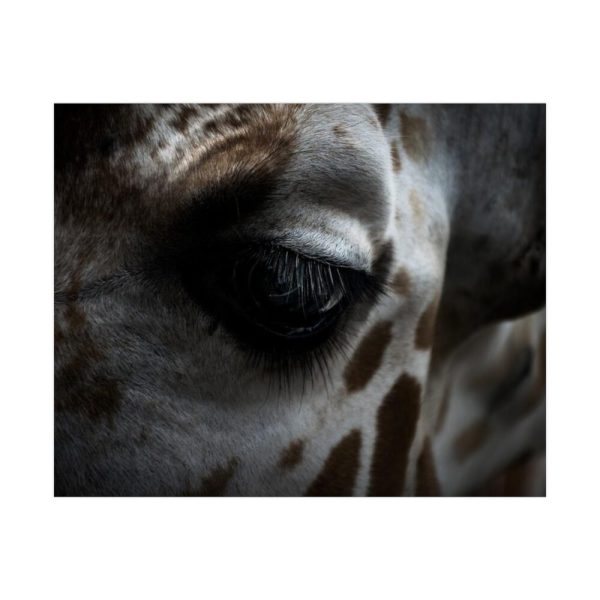 Giraffe Black Eye Poster