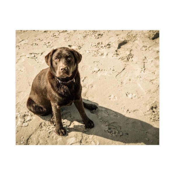 Labrador On the Sand Poster
