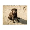 Labrador On the Sand Poster