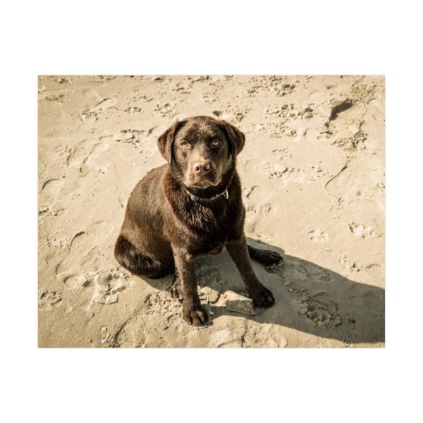 Labrador On the Sand Poster
