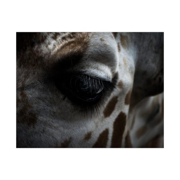 Giraffe Black Eye Poster