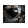 Giraffe Black Eye Poster