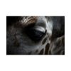 Giraffe Black Eye Poster