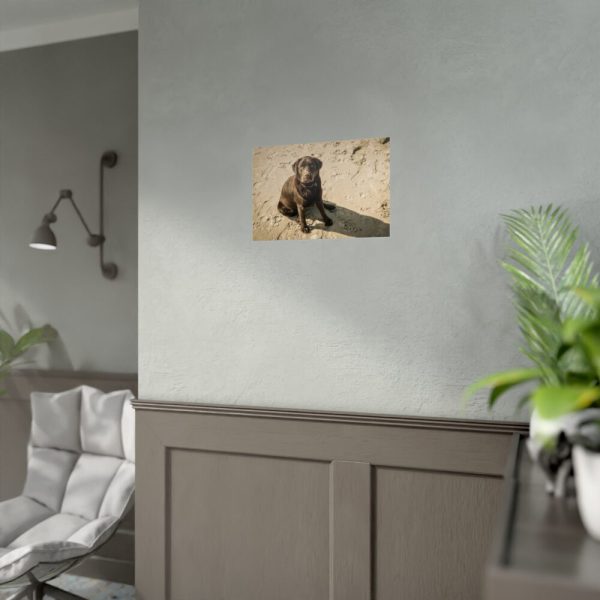 Labrador On the Sand Poster