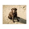 Labrador On the Sand Poster