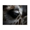 Giraffe Black Eye Poster