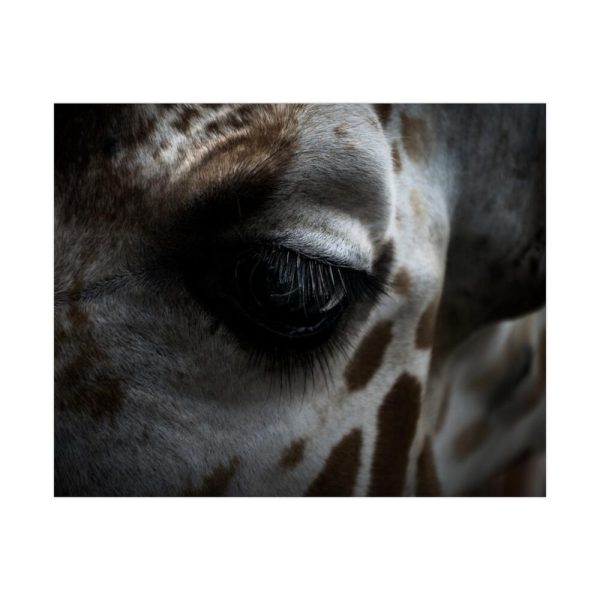 Giraffe Black Eye Poster