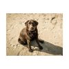 Labrador On the Sand Poster