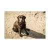 Labrador On the Sand Poster