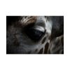 Giraffe Black Eye Poster