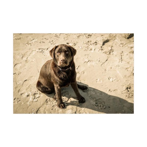 Labrador On the Sand Poster