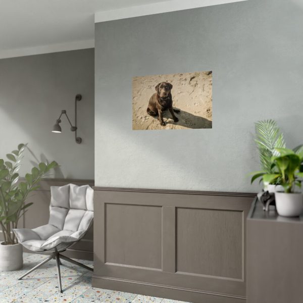 Labrador On the Sand Poster