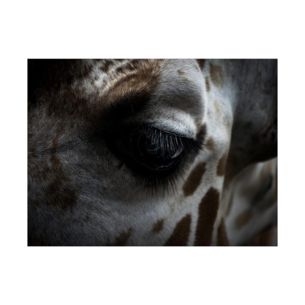 Giraffe Black Eye Poster